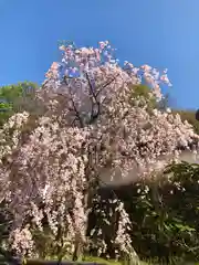 岡寺（龍蓋寺）(奈良県)