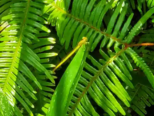 古法華寺（多聞寺境外仏堂）の動物