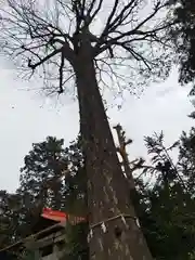 大井氷川神社(埼玉県)