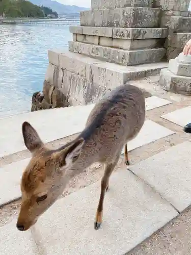 厳島神社の動物