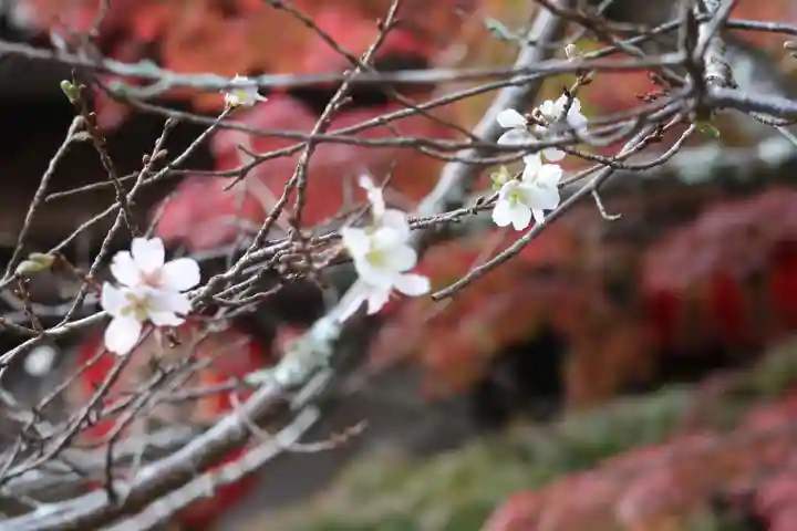 赤山禅院の自然