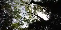 賀茂御祖神社（下鴨神社）の自然