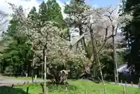 磐椅神社の自然