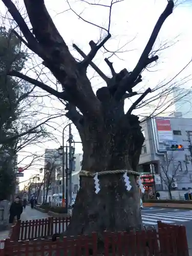 大國魂神社の自然