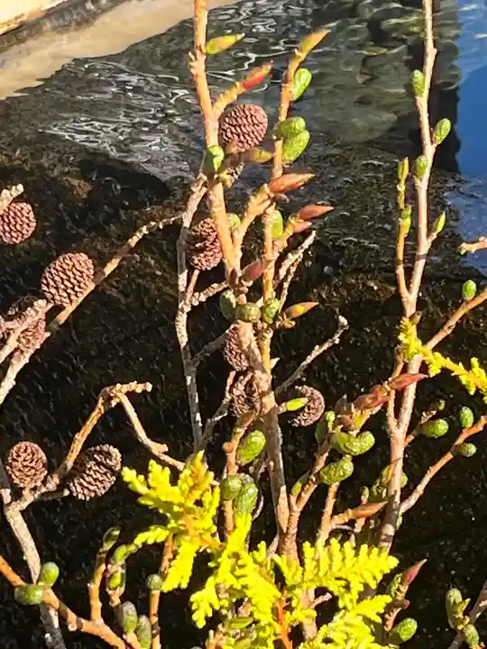 上尾御嶽神社の手水舎
