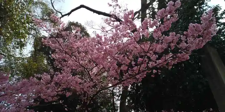 平野神社の自然