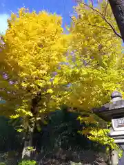 大處神社の庭園