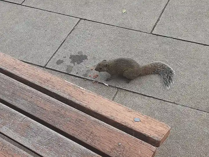 江島神社の動物