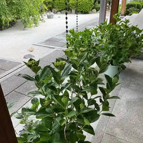 松本山　地福禅寺の自然