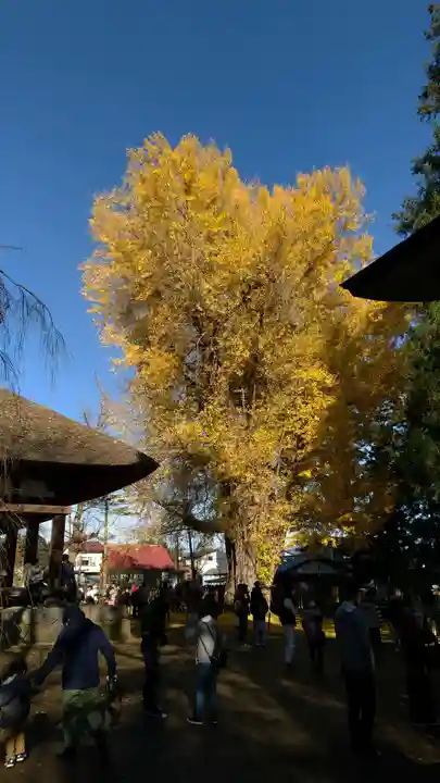 新宮熊野神社の自然