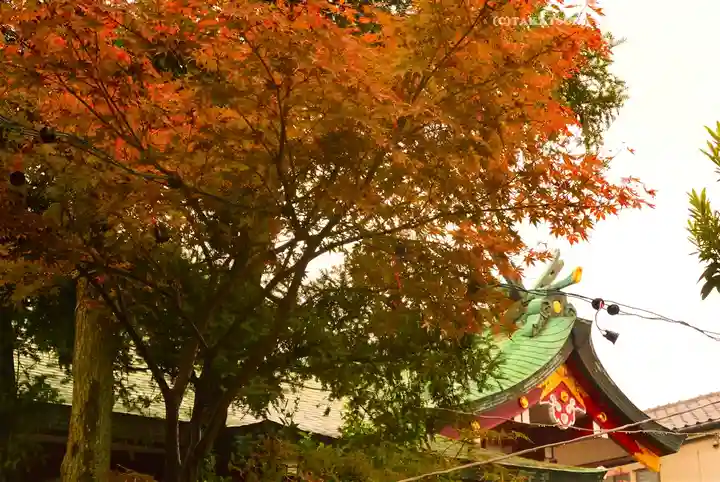 秋葉神社(東京都)