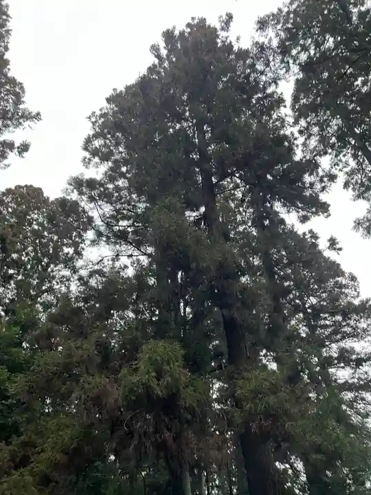 大宮温泉神社(栃木県)