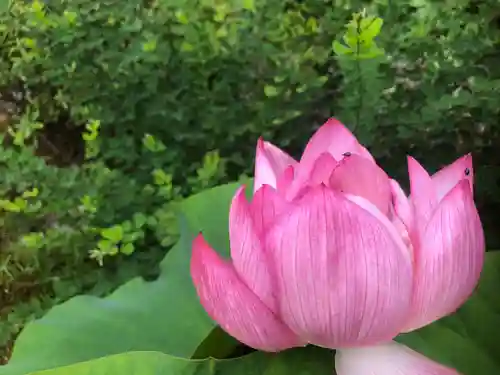 法金剛院の自然