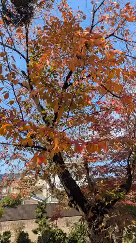 墨染寺（桜寺）(京都府)