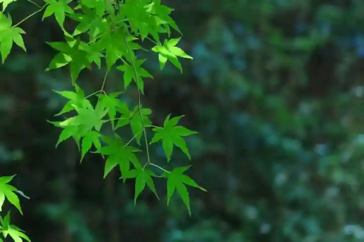 茶宗明神社(大神宮社)(京都府)