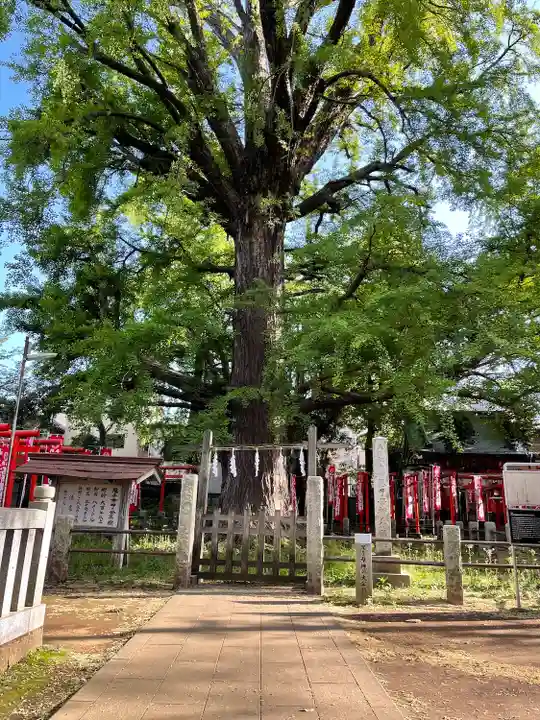 鬼子母神堂 (法明寺)の自然