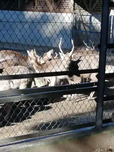 鹿島神宮の動物