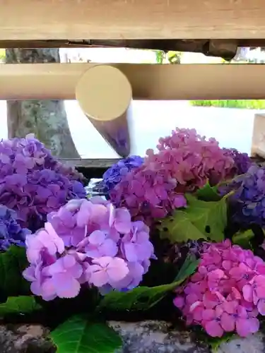 鳩森八幡神社の手水舎