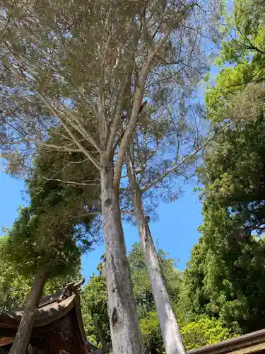 諏訪大社下社秋宮の自然