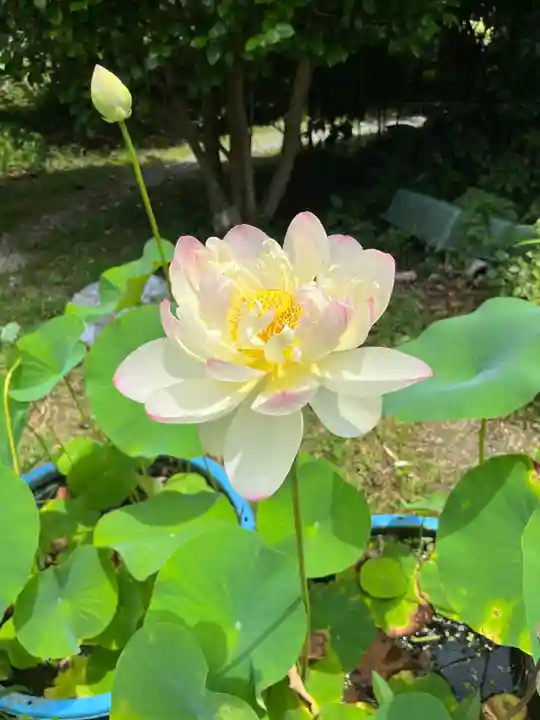 橋本院(奈良県)