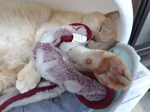 御誕生寺（猫寺）(福井県)