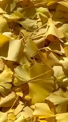 和田神社(滋賀県)