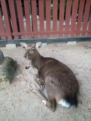 三翁神社の動物