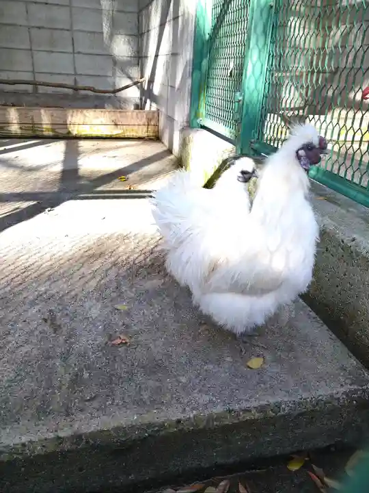 阿智神社の動物