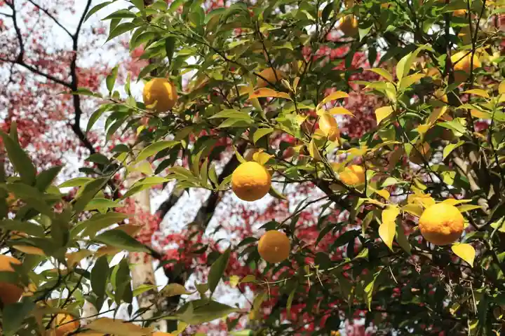 開成山大神宮の自然