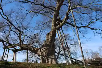 高瀬観音堂の自然