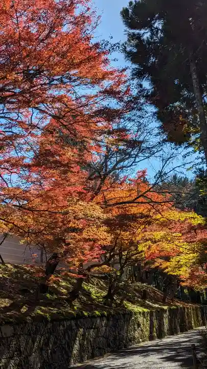 曼殊院門跡の自然