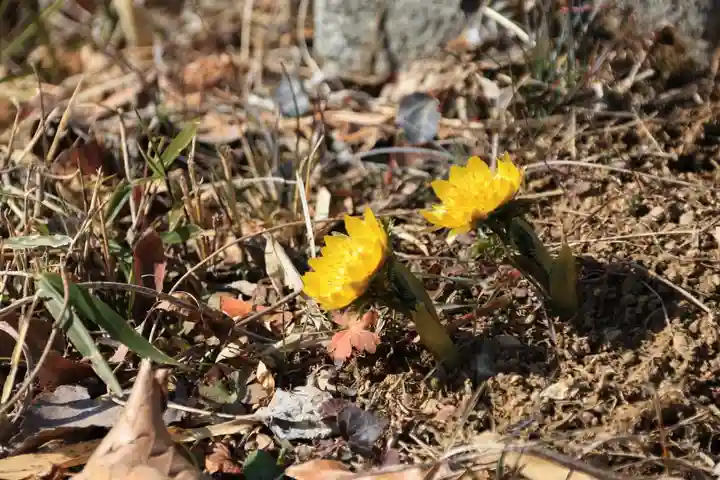 関場神社の自然