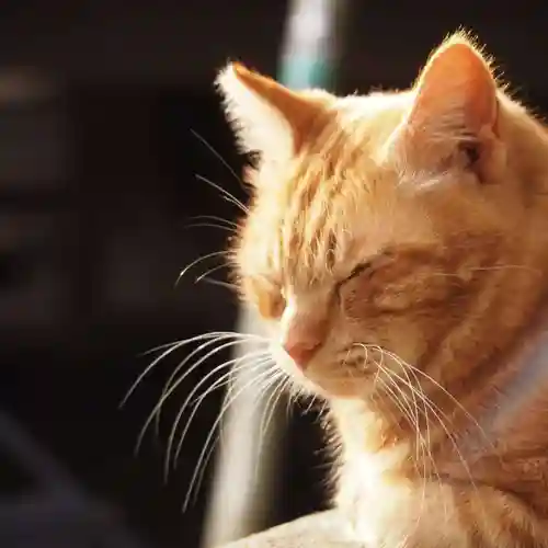 天王山 安楽寺(福井県)