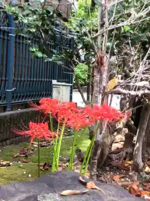 桜神宮(東京都)