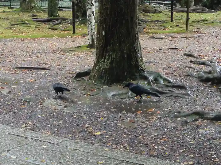 出雲大社(島根県)