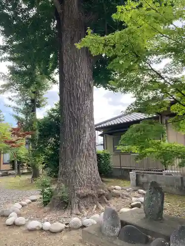春日神社の自然