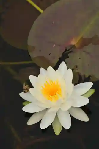 黒澤大師(徳島県)