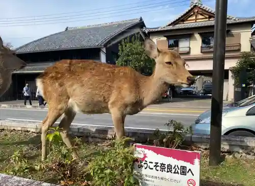 春日大社の動物