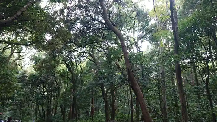 明治神宮の自然