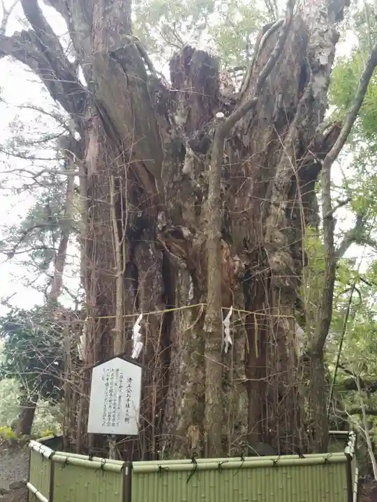 加藤神社の自然