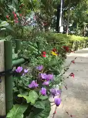 稲毛浅間神社の自然