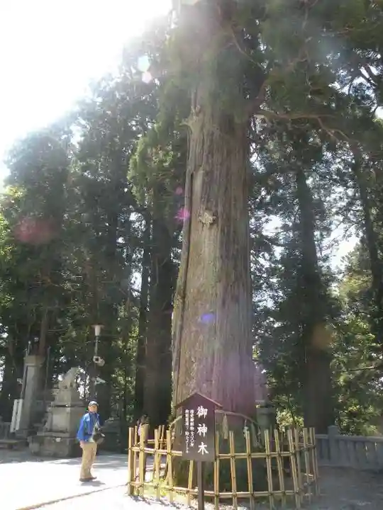 戸隠神社中社の自然