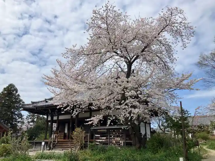 般若寺 ❁コスモス寺❁(奈良県)