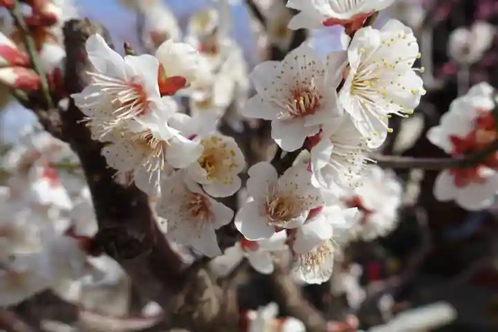 菅原天満宮(菅原神社)の自然