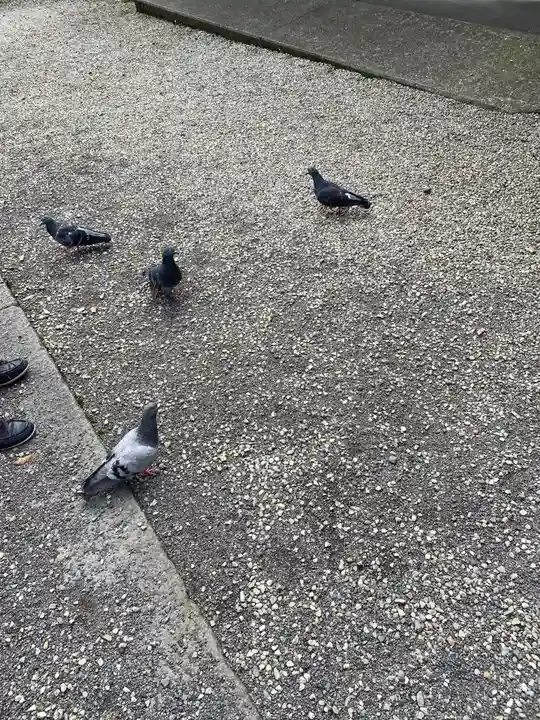 今市報徳二宮神社の動物