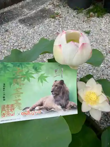 普門寺(切り絵御朱印発祥の寺)の御朱印