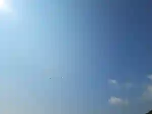 屋久島大社の動物(2022年07月26日(火) 11時29分54秒投稿)