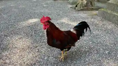 石上神宮(奈良県)