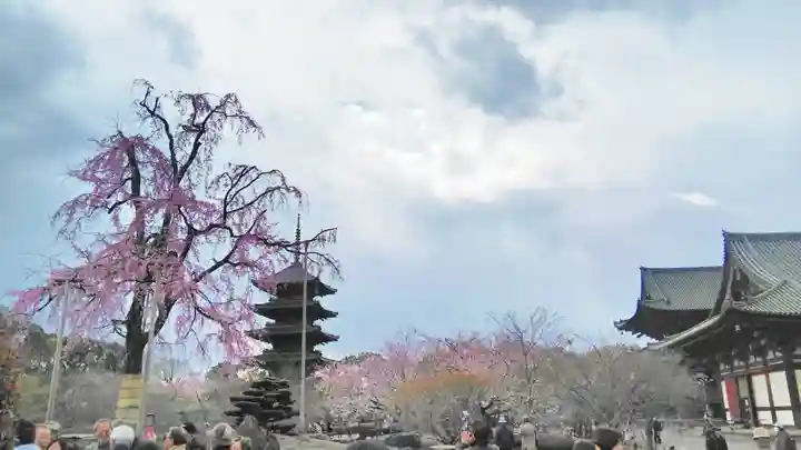 東寺(教王護国寺)の自然