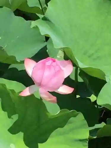 丹生大師 神宮寺の自然